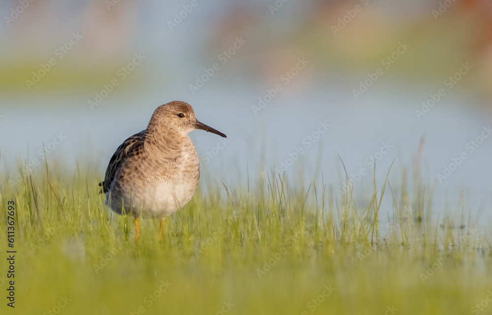Ruff - female feeding at the wetland on the mating season in spring Ruff - female feeding at the wetland on the mating season in spring