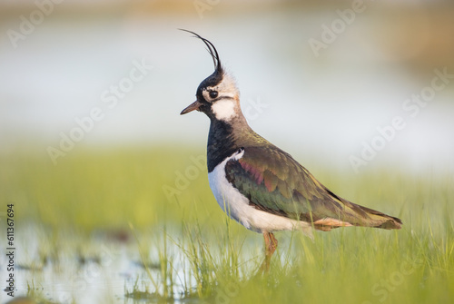 Northern lapwing - male bird at a wetland in spring
 photo