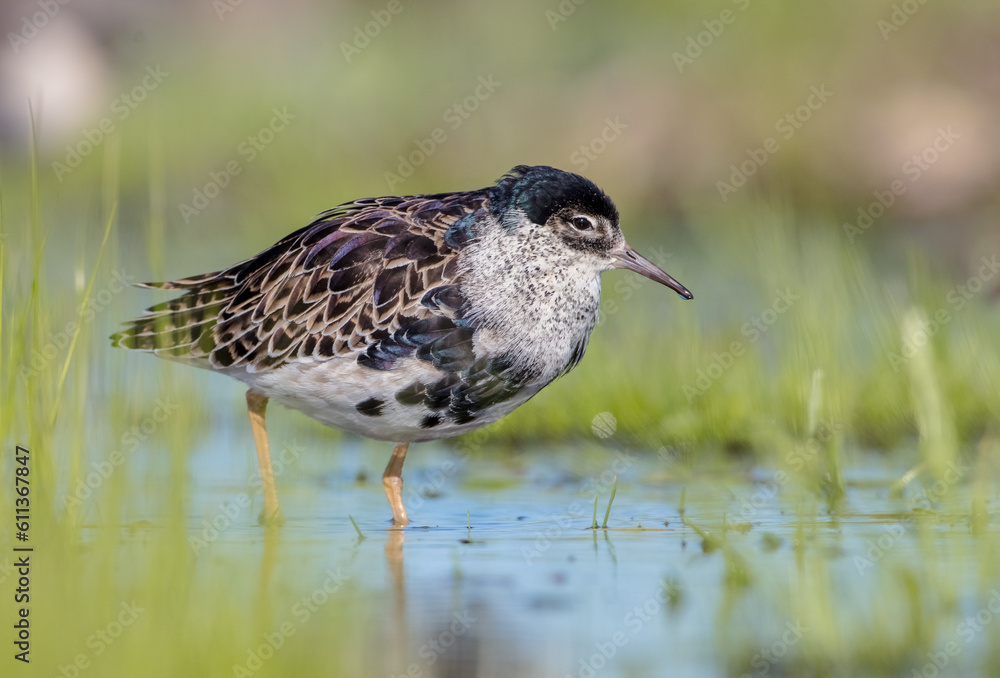 Ruff - male bird at a wetland on the mating season in spring