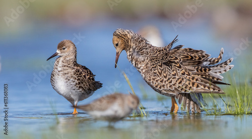  The ruff - pair at wetland on a mating season in spring © Simonas
