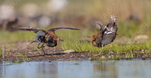 Ruff - male birds fighting at a wetland on the mating season in spring © Simonas