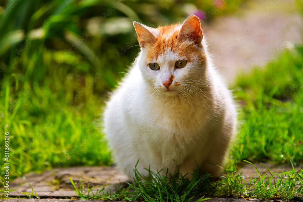 Cute homeless cat with big eyes sitting outdoor. Homeless animals. Selective focus.