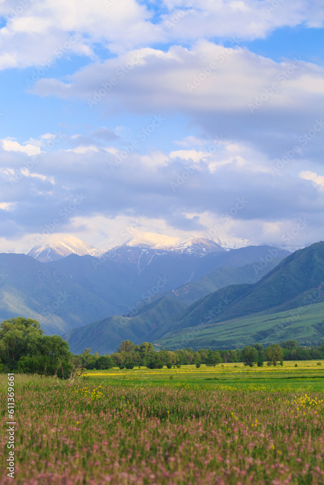 Blooming fields against the backdrop of mountains. Beautiful mountain landscape. Blooming summer herbs. Spring landscape. Kyrgyzstan.