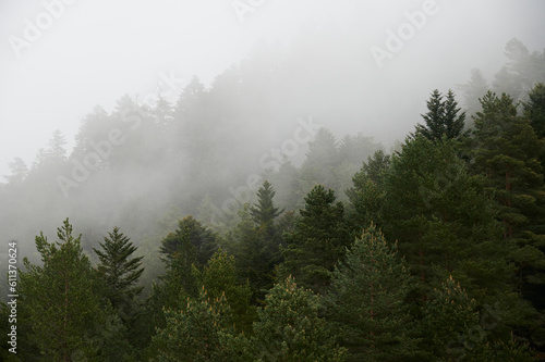 Foggy overcast green forest