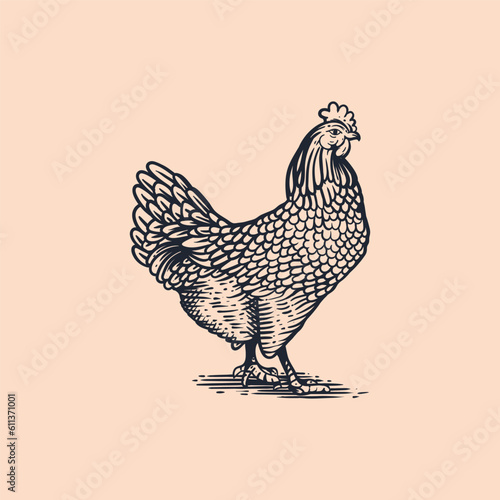 iLLUSTRATION VINTAGE CHICKEN
