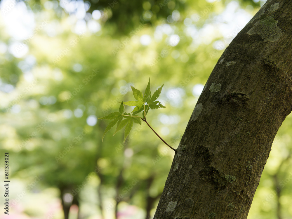木から生える一本の葉っぱ Stock 写真 | Adobe Stock