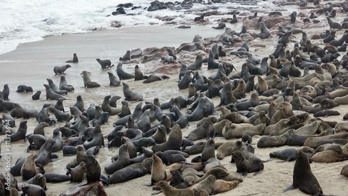 Wilde Seehunden der Küste in Namibia © Omm-on-tour