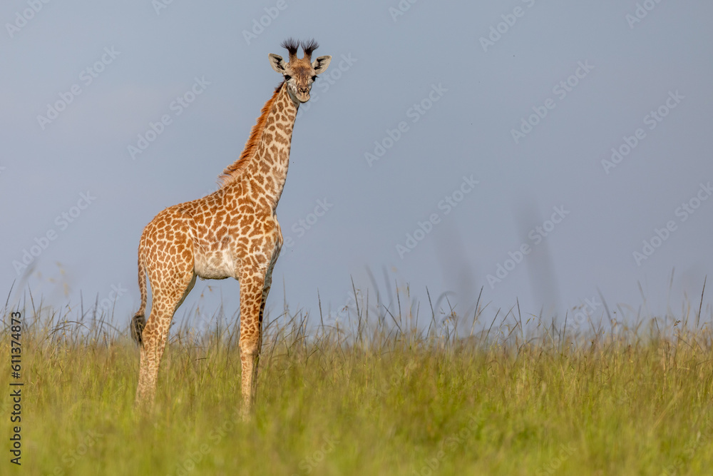 Fototapeta premium Giraffe