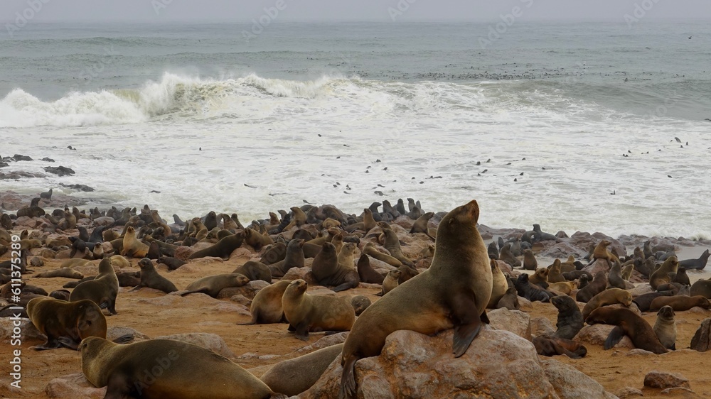 Fototapeta premium Wilde Seehunden der Küste in Namibia