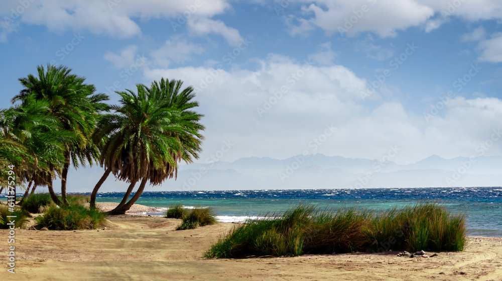 green palm trees on the red sea coast in egypt green palm trees on the red sea coast in egypt