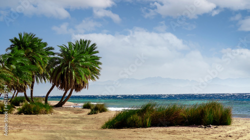 green palm trees on the red sea coast in egypt