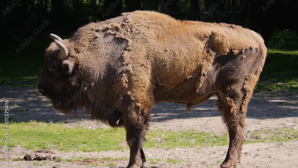 Close up of Bison on a meadow on sunny day Close up of Bison on a meadow on sunny day