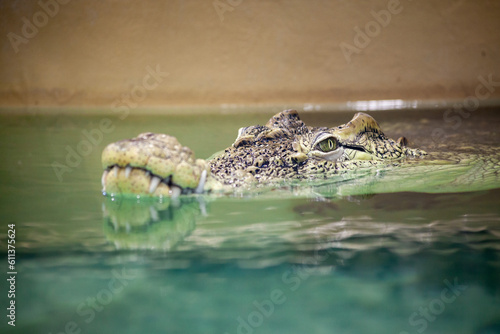 Large Crocodile swimming in water. Crocodile portrait.