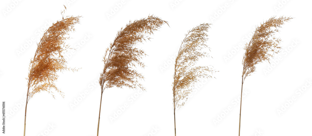Set reeds isolated on white background and texture, with clipping path - obrazy, fototapety, plakaty 