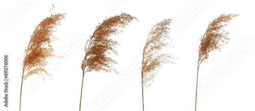 Set reeds isolated on white background and texture, with clipping path photo