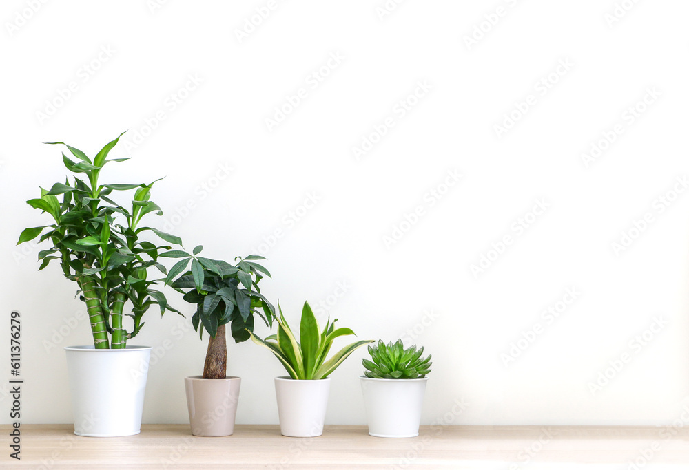 Different house plants lined in height order, tallest too smallest, against white wall, on wooden floor, freshening up and decorating up spacious room interior