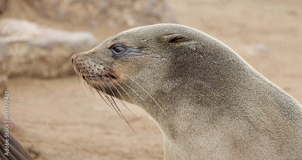 Naklejka premium Wilde Seehunden der Küste in Namibia