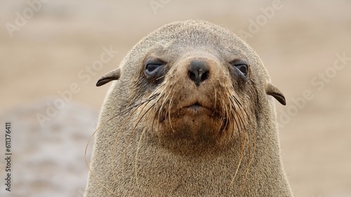 Wilde Seehunden der Küste in Namibia