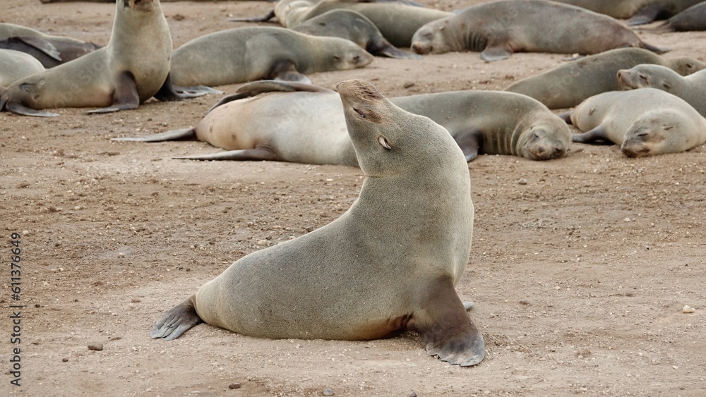 Fototapeta premium Wilde Seehunden der Küste in Namibia