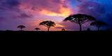Panoramic tree silhouette in Africa with sunset, tree silhouette with sun Dark trees on open field, dramatic sunset, typical african sunset