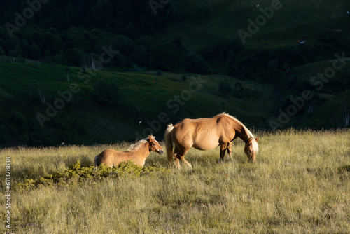 Chevaux en libert   dans la vall  e d Ossau  Pyr  n  es