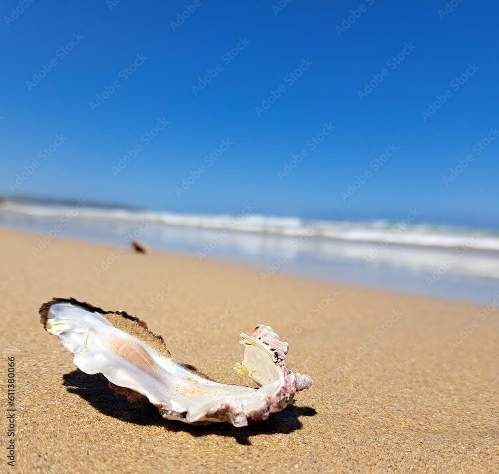 shell on the beach shell on the beach
