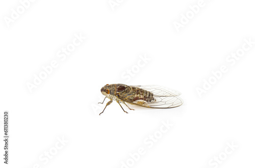 close up of brown cicada insect isolated on white background. Cicada insect on a white background