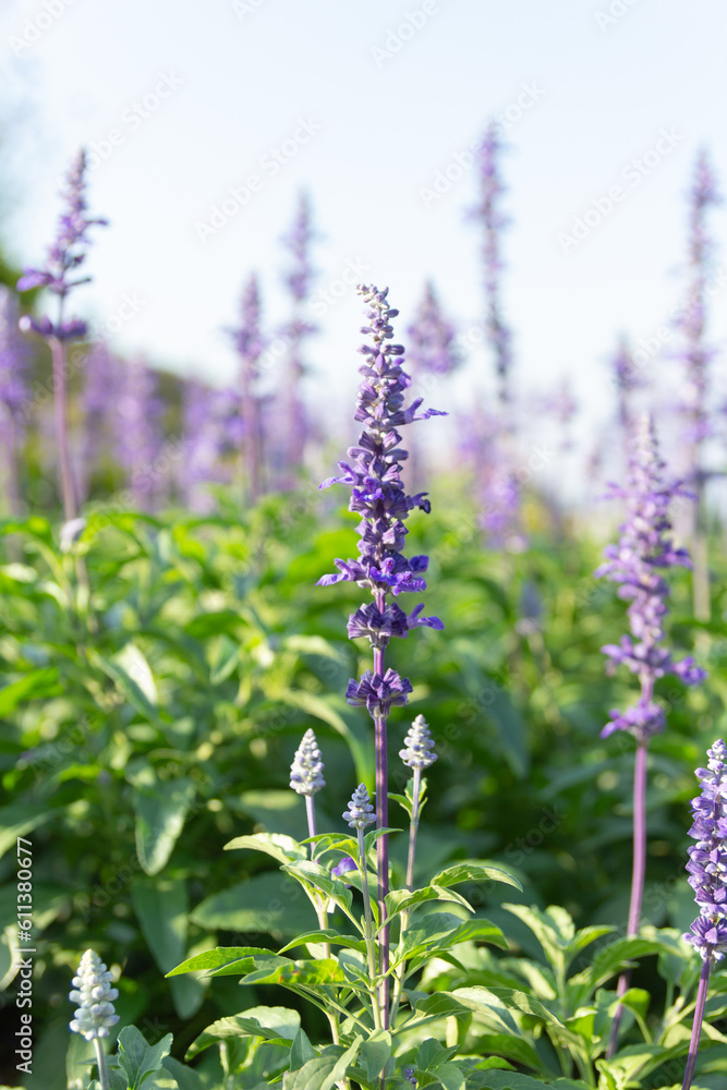 Obraz premium Purple lavender flowers