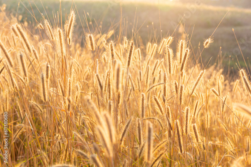 The flower of the grass