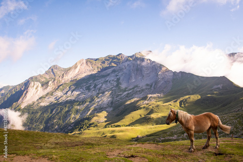 Cheval en liberté dans la vallée d'Ossau, Pyrénées © Laetitia S.