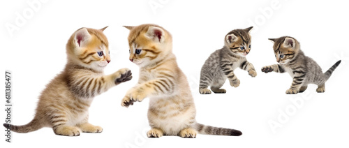 Tabby cat, two kittens, playful, png isolated on transparent background. Generative AI