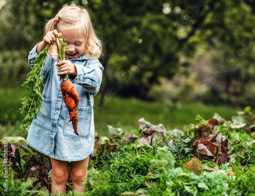 Adorable toddler smiling blonde girl in blue outfit picking carrots. Dirty Handing Picking Carrots. Picked Fresh Vegetables Just From The Garden.