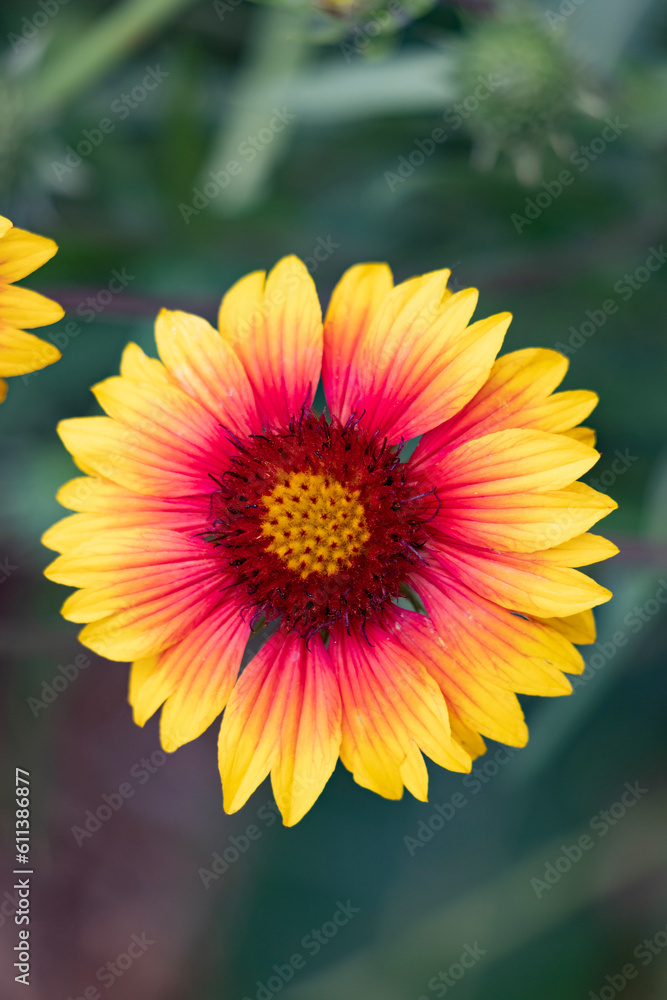 Bright yellow and flower Bright yellow and flower
