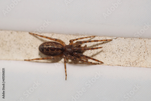 natural parasteatoda tepidariorum spider macro photo