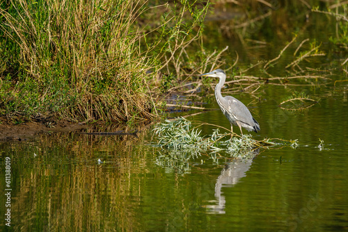 A Gray Heron in the wetlands  © hecke71