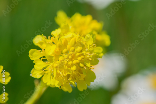 yellow flower in the garden