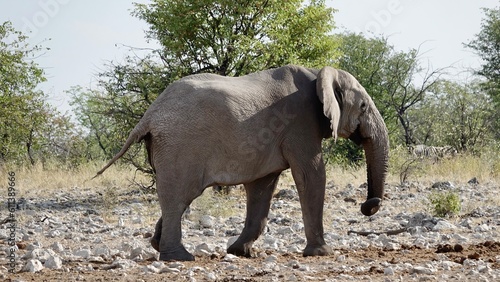 Elefanten an einem Wasserloch in Namibia
