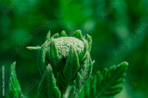 A Beautiful hairy Albizia Flower in a spring season photo