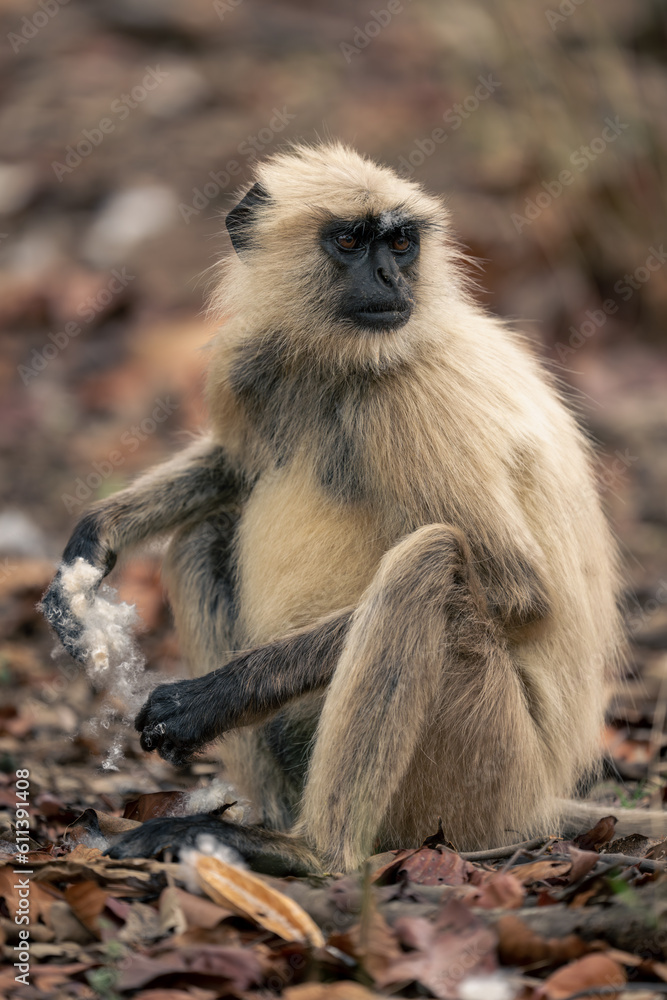 Northern plains gray langur sitting holding cotton