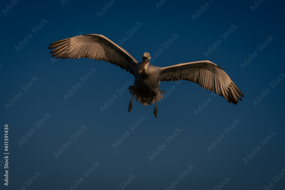 Fototapeta premium Dalmatian pelican flies through perfect blue sky