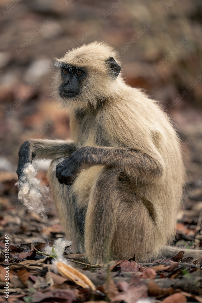 Fototapeta premium Northern plains gray langur sits holding cotton
