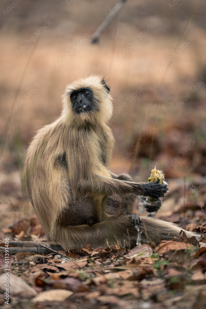 Northern plains gray langur sits holding baby