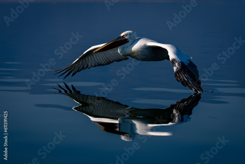 Dalmatian pelican flies touching lake with wingtip