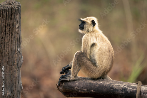 Canvas Print Northern plains gray langur sits on gate