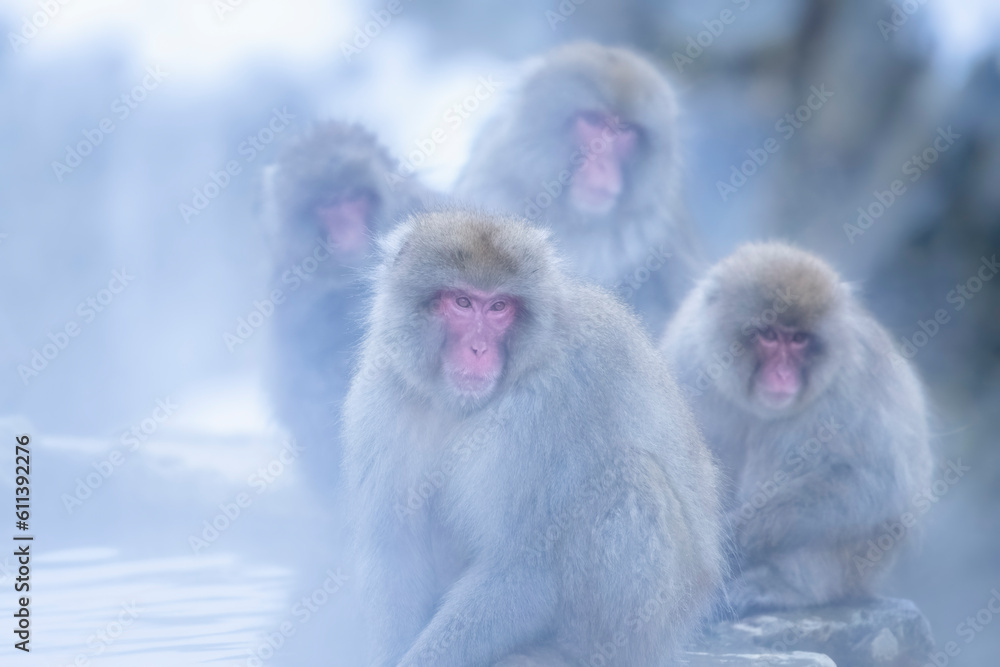 Naklejka premium Japanese Macaque. Snow monkey soaking in hot spring at Jigokudani snow monkey park, Nagano, Japan. Winter wildlife of Japan