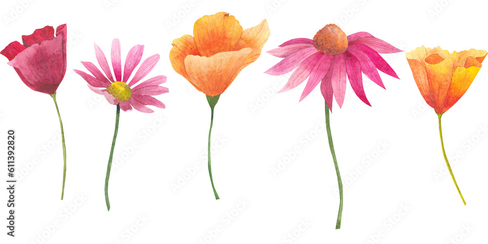 Set of Watercolor flowers. California orange and red poppies, Echinacea purpurea and Cosmos flowers isolated on white background. Hand painted illustration. Botanical clipart.