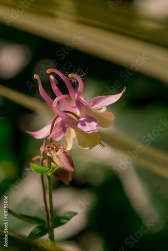 Beautiful delicate flower of the aquilegia (granny bonnet)