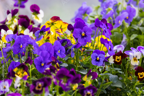Viola tricolor decorative flowers growing in a garden on a summer day