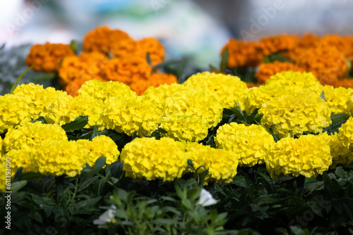 Decorative yellow and orange flowers over green leaves. Tagetes