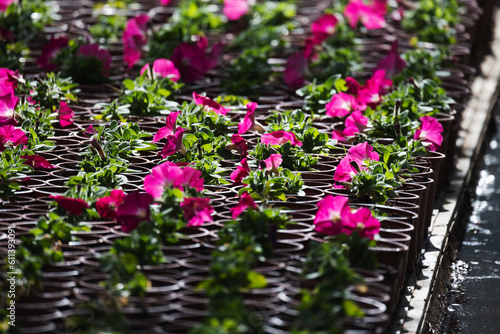 Potted purple red petunia flowers  close-up photo